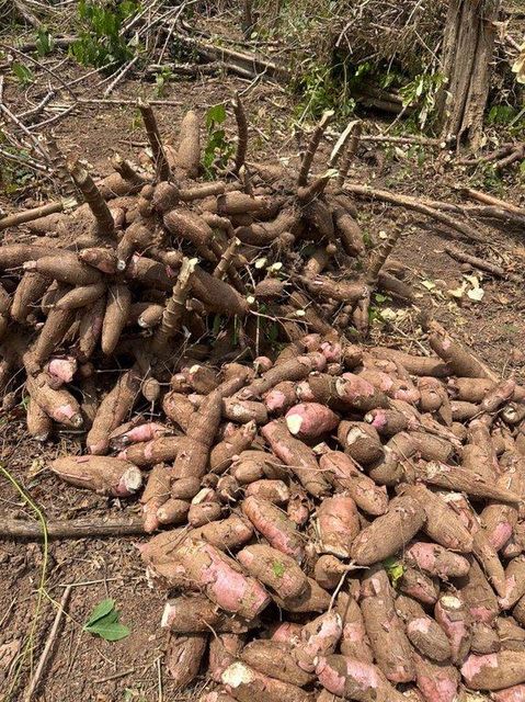 Cassava Farm - Image 2
