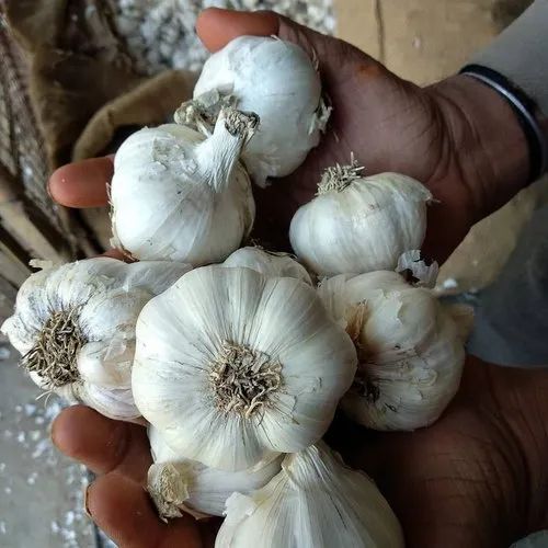 Top Quality Fresh Garlic 6.0cm Clean Large White Garlic Economical Wholesale Bulk Packages - Image 2