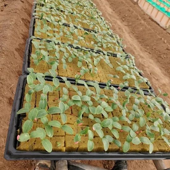 Wholesale Price Hydroponics 5X5X4cm Rock Wool Manufacturer Size Large Color Beige Trademark G&N Density 80kg/M3 Manufacturer - Image 5