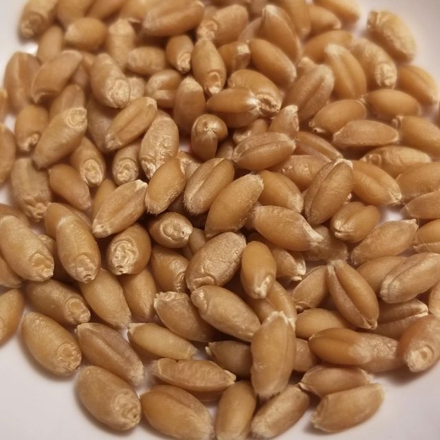 Premium Quality Durum Wheat Rich In Protein And Fiber Fresh And Natural Wheat Perfect For Wholesale Buyers Worldwide - Image 5