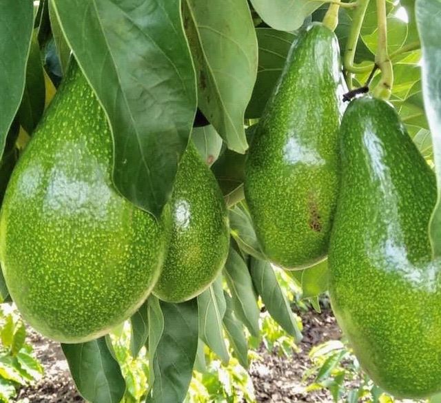 Wholesale Fresh Avocados Tropical Fruits and Vegetables from Viet Nam Best Price with Free Taxes – product photo 5, product detail gallery