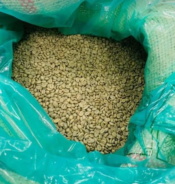 Premium Robusta Coffee Beans Export Quality Bulk Supply Ideal for Roasting and Brewing - Image 4