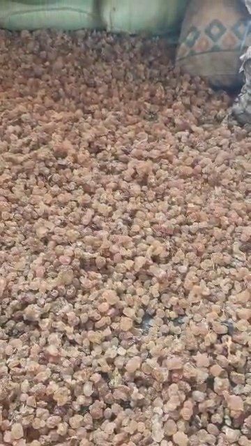 Gum Arabic Hashab Acacia Raw/Grade One Dry & Cleaned - Image 4