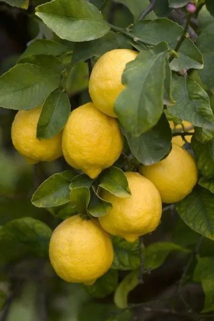 Fresh Eureka Lemon From THAI Color Yellow Harvest Time Sep Aroma Strong Fragrance Cultivation Type Common Packing 15kg/c - Image 3