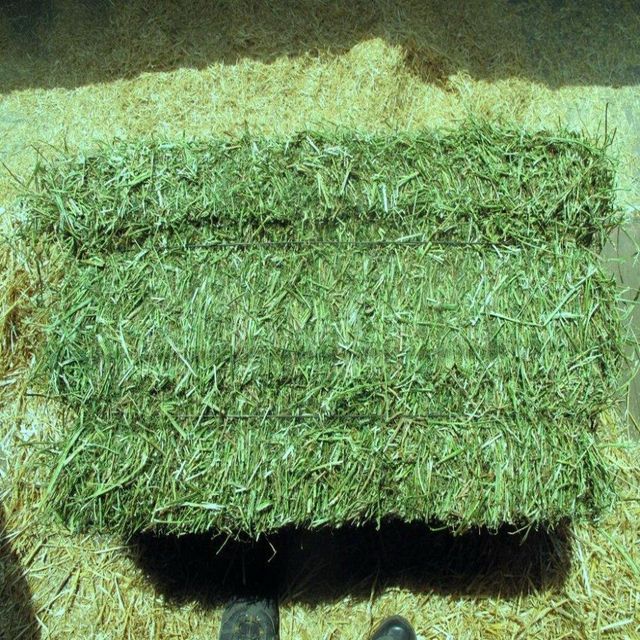 Timothy Hay Long Strand Fresh Grass For Livestock Nutrition And Pet Feeding Programs - Image 5