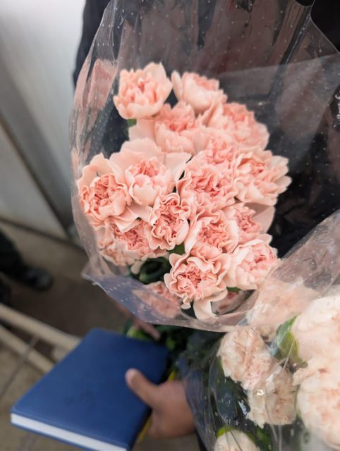 Carnations Fresh cut premium colombian 75cm + select fancy - Image 5