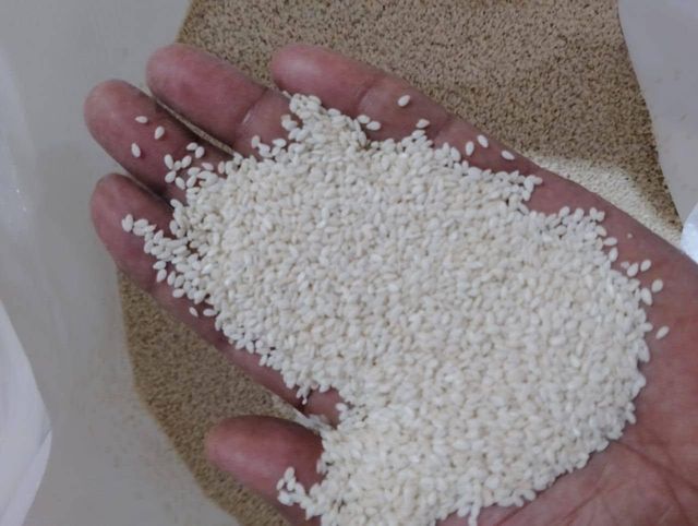 Hulled sesame seed - Image 2