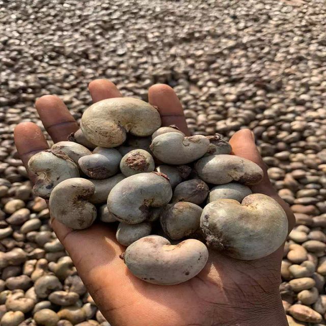 High Grade Cashew Nuts Wholesale Bulk Factory Sale Premium Non GMO Gluten Free Nuts Export - Image 1
