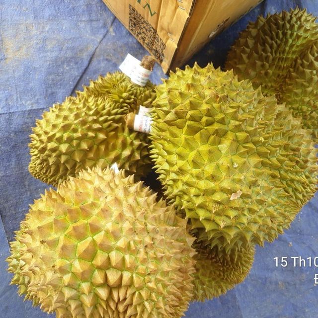 Monthong durian - fresh durian from Vietnam Mr.Ryan +84938244404 - Image 1