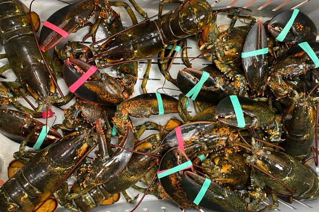 Live American Lobster Fresh Atlantic Seafood Carefully Packed To Preserve Natural Flavor Texture - Image 4