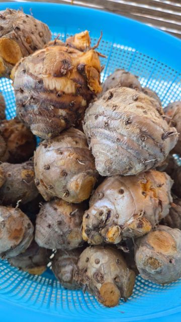 Javanese turmeric( curcuma xanthorriza ) - Image 1