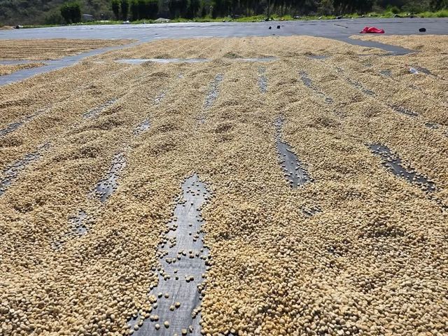 ROBUSTA COFFEE GRADE AA, AB - Image 4