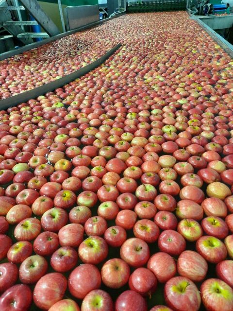 Fresh Quality Royal Gala Apples premimum export quality class 1 grade excellent packing - Image 3