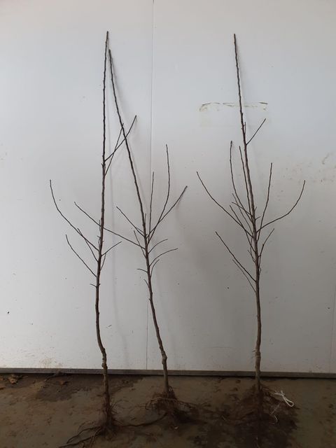 Fruit trees from nursery Quality AAA Experience Over 50 Years Supply Duration More Than 15 Years Production Method Grown In Own Nurseries - Image 3