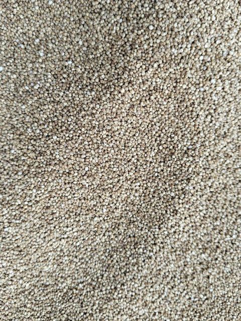 White Quinoa roasted Texture Crunchy Place of Origin india Gluten Status Gluten-free Delivery Time Fast Dispatch Shelf Life Longer Shelf Life - Image 2