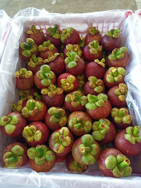 Fresh Mangosteen – product photo 3, product detail gallery