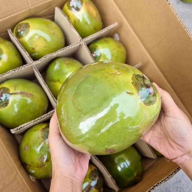 Fresh and Natural Green Coconuts Prepared Carefully for Bulk Packing and Container Shipment - Image 2