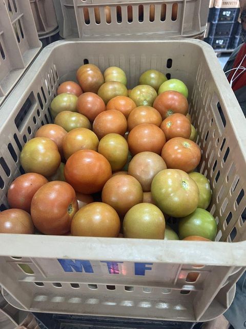Tomatoes - Image 4