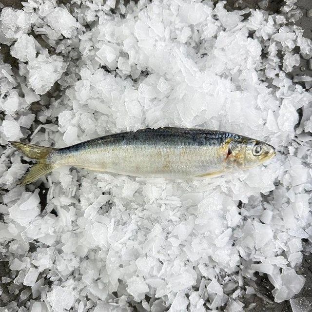 Wholesale Frozen Whole Sardine Fish Fresh Seafood Option For Importers Retailers Restaurants - Image 3