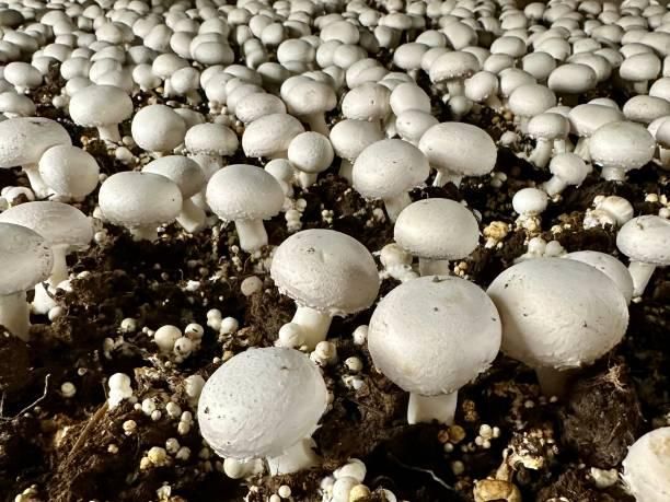 Premium Fresh White Button Mushrooms – Natural & Farm Picked Color White Texture Firm Origin China Features Organic Flavor Profile Mild, - Image 4