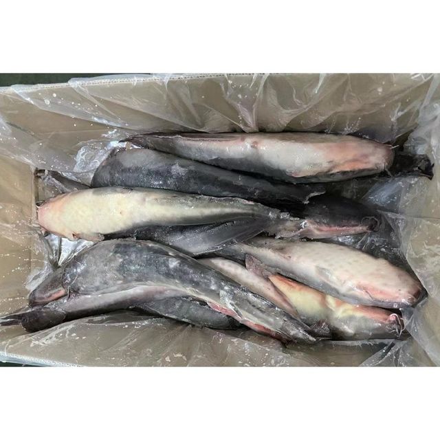 Frozen Catfish Fresh Frozen Seafood Product With Carefully Handled Processing For Premium Market Demand - Image 4