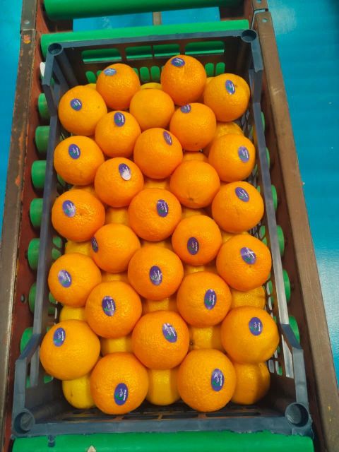 Mandarin - Image 3