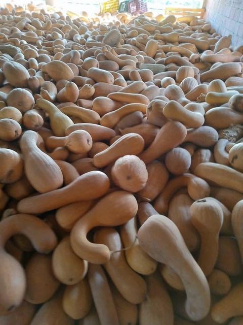 Pumpkin Purity 100% Natural Growth Method Grown In Soil And Water - Image 1