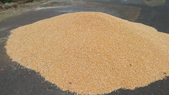 white and yellow corn Maize - Image 4