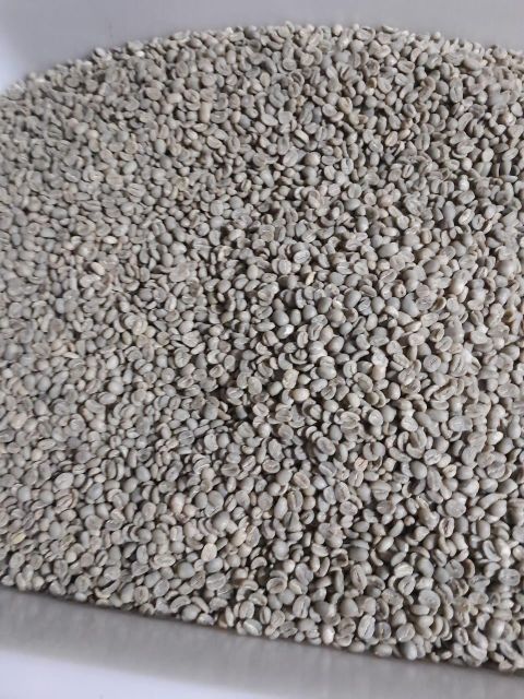 SUMATRA GREEN COFFEE BEAN ROBUSTA FINE AND ARABICA – product photo 1, product detail gallery