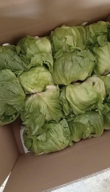 Lettuce Iceberg Flavor Mild Texture Crisp Packing 9 Kgs/carton Color Pale Green And White Container Capacity ± 12 Tons Average Weight ± 600 - Image 1