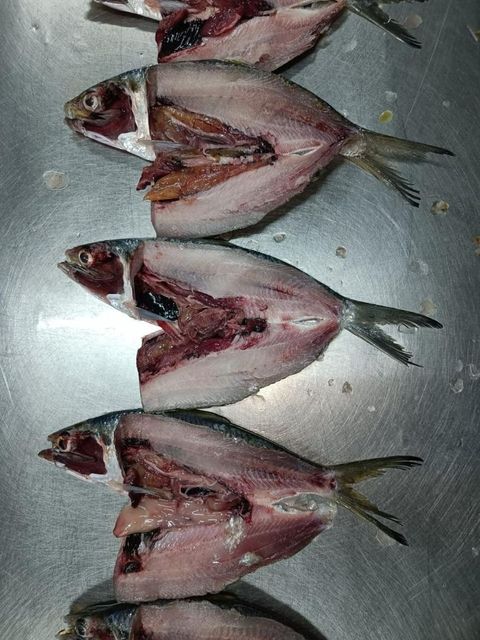 Frozen Hilsa Fish -Whole round Texture Fresh Flavor Natural Form Whole round Packaging 20kg box Nutritional Value High Freshness Level Frozen - Image 3