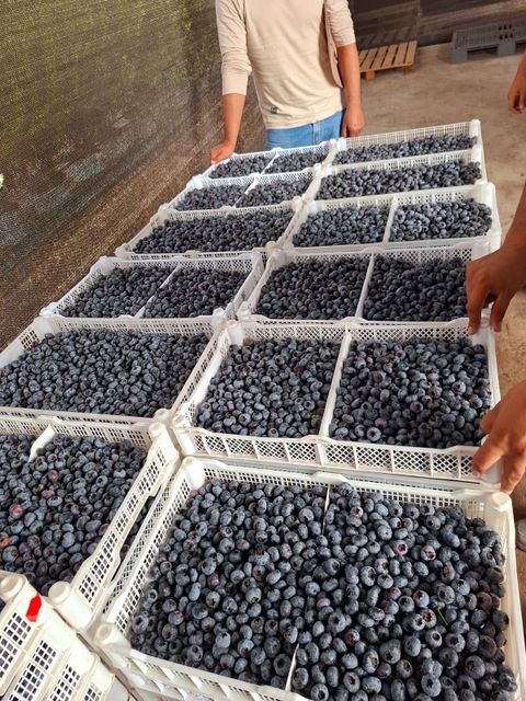 Blueberries Organic No Origin Peru 🇵🇪 Weight (kg) 1.5 Texture Firmness Quality Category 1 Flavor Excellent Flavor Degree of Processing Cold - Image 3