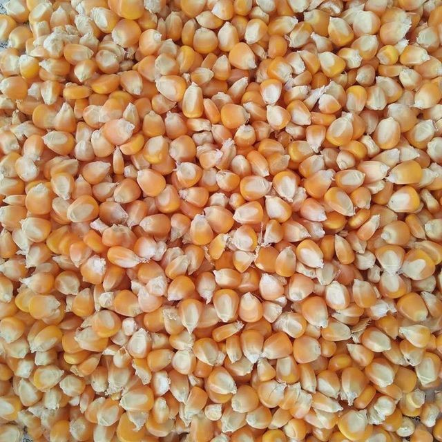 Fresh Golden Yellow Corn For Wholesale Natural Yellow Corn With Perfect Taste And Excellent Storage Quality - Image 4
