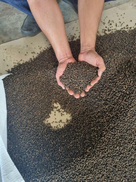 black pepper 450/500/550/650/5mm FAQ/MC, white pepper 650 - Image 3