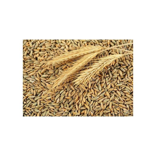 High quality rye grain bulk wholesale ready for export - Image 1