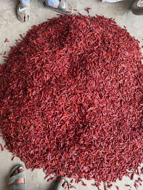DRIED RED CHILLI HYBRID - Image 2
