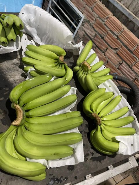 Fresh Cavendish Banana Grade a Naturally Sweet Taste Healthy Customized Packaging - Image 4