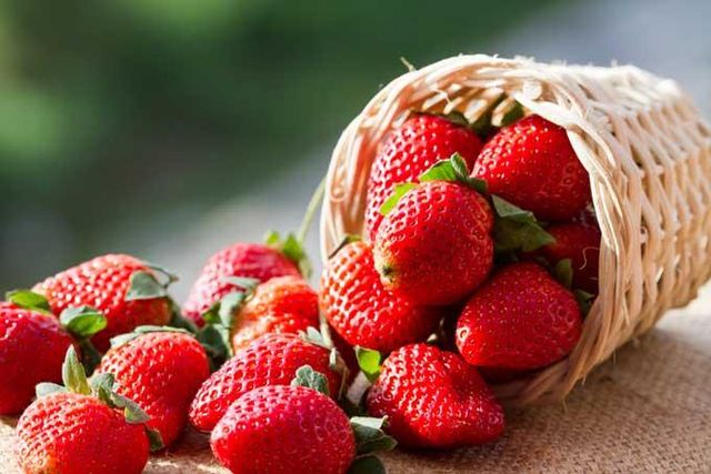 Da Lat Vietnamese Strawberries - fresh, delicious, high quality - Image 2