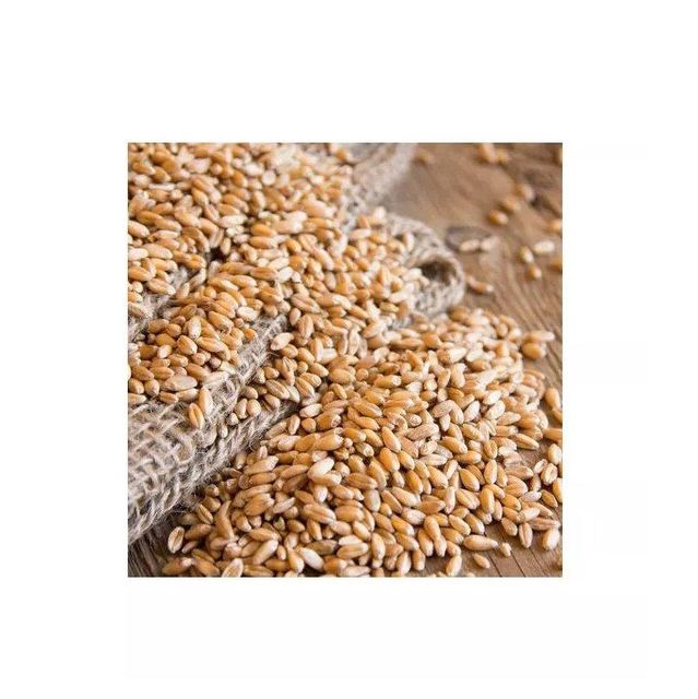 Pure Organic Barley Malt Dried Grains From Netherlands 2 Year Shelf Life Wholesale - Image 4