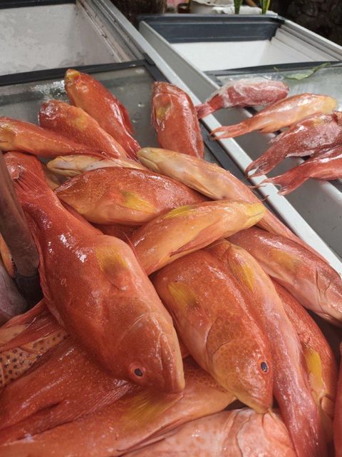 Red grouper - Image 3