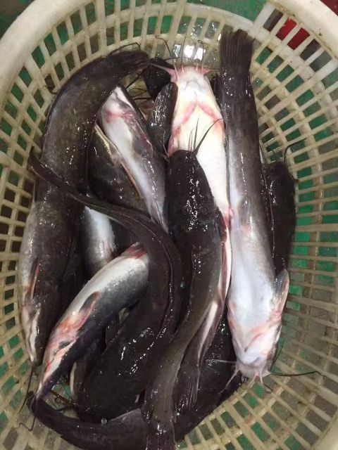 Frozen Whole Catfish in Bulk,Frozen Farmed Catfish.Frozen Catfish Exporters (1-2 kg Wholesale).Premium Quality Frozen Whole Catfish for the African Market - Image 4