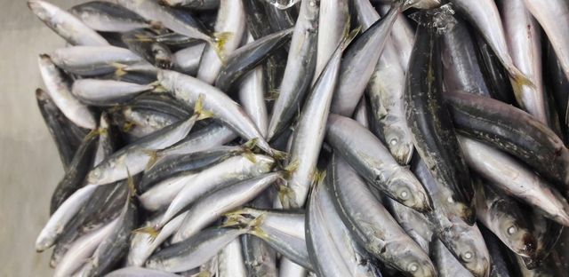 Frozen Layang Scad Best Price For Importer/ Frozen Seafood Vietnam Supplier - Image 4