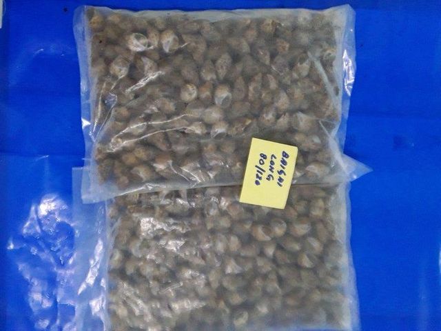 BABYLONIA SPP Content NA Style FROZEN Packaging Bag Brand Name AST Ingredients NA Weight (kg) 20 Model Number NA Drying Process - Image 5