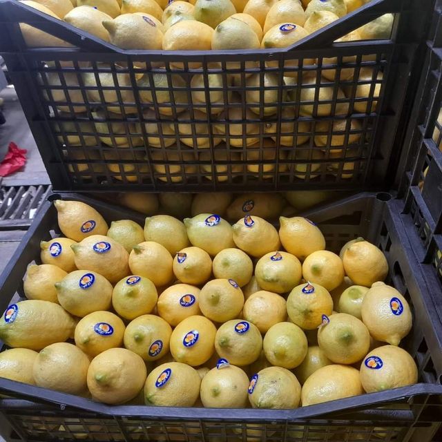 Lemon - Image 1