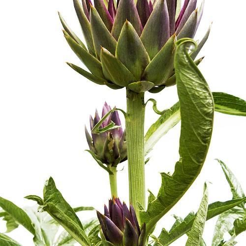 Artichoke leaf extract - Image 1