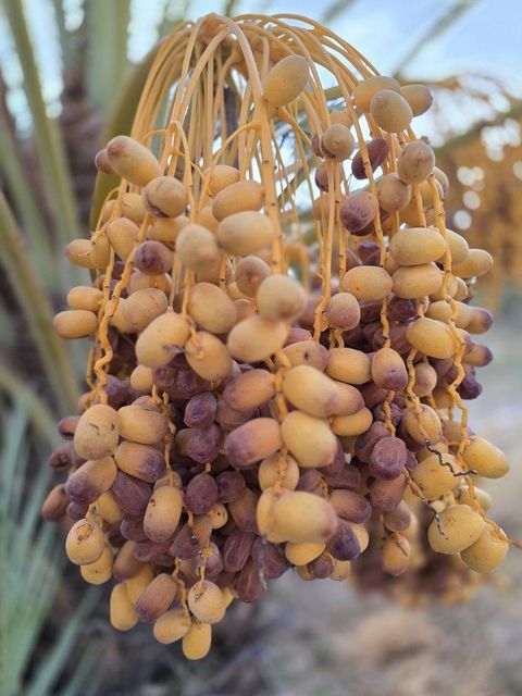 Dates and citrus fruits - Image 3