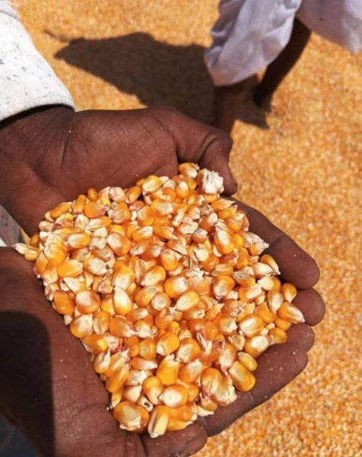 non gmo White corn, White Corn/Maize For Sale,Yellow Corn / Maize, current crop - Image 1