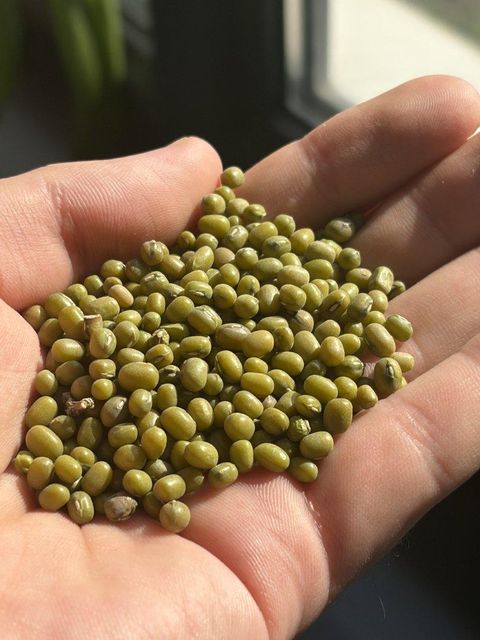 Green Mung Beans 2.8+ mm Polished, Whole Vigna Radiata, Bulk Wholesale, Uzbekistan, Crop 2026 – product photo 3, product detail gallery