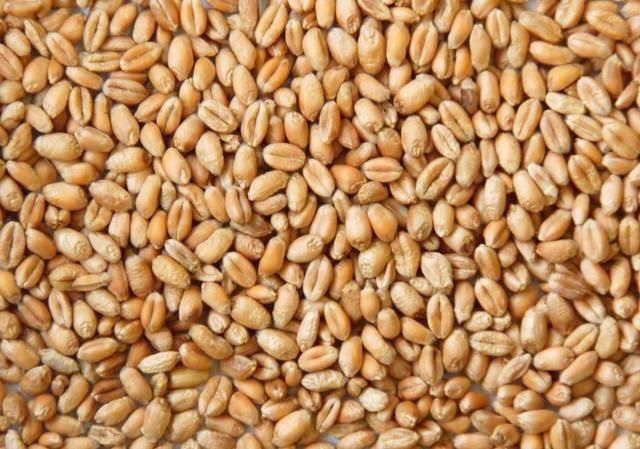 Factory Price Feed Wheat Ready For Wholesale Distribution And Export - Image 3