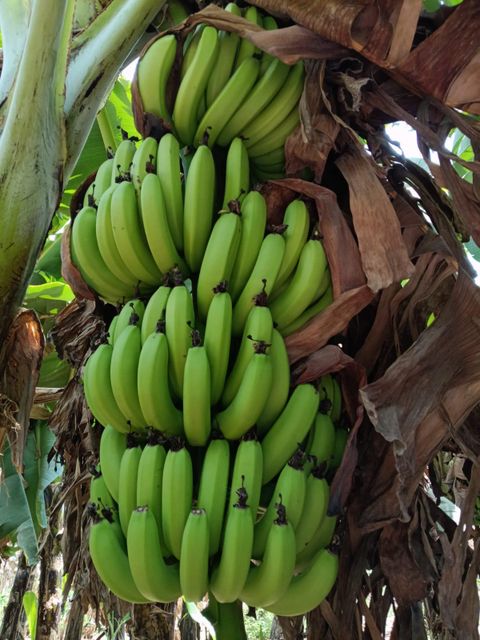 Cavendish Banana - Image 4